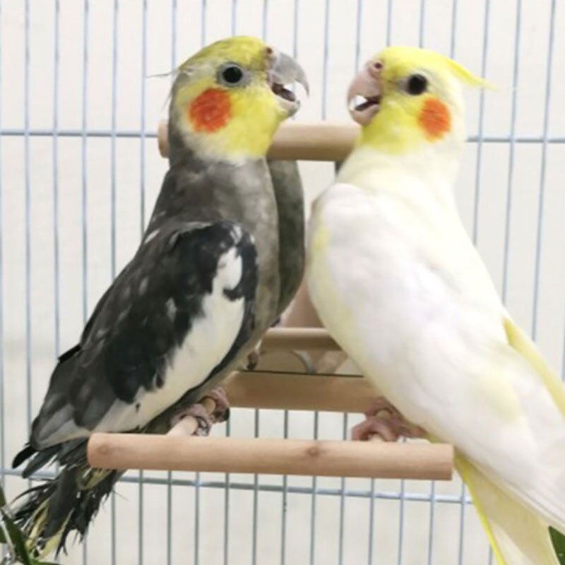 Hamaca para loro columpio, perchas, jaula colgante de juguete para Conures, loros, periquitos, cacatúas, guacamayos, columpio para aves de juguete