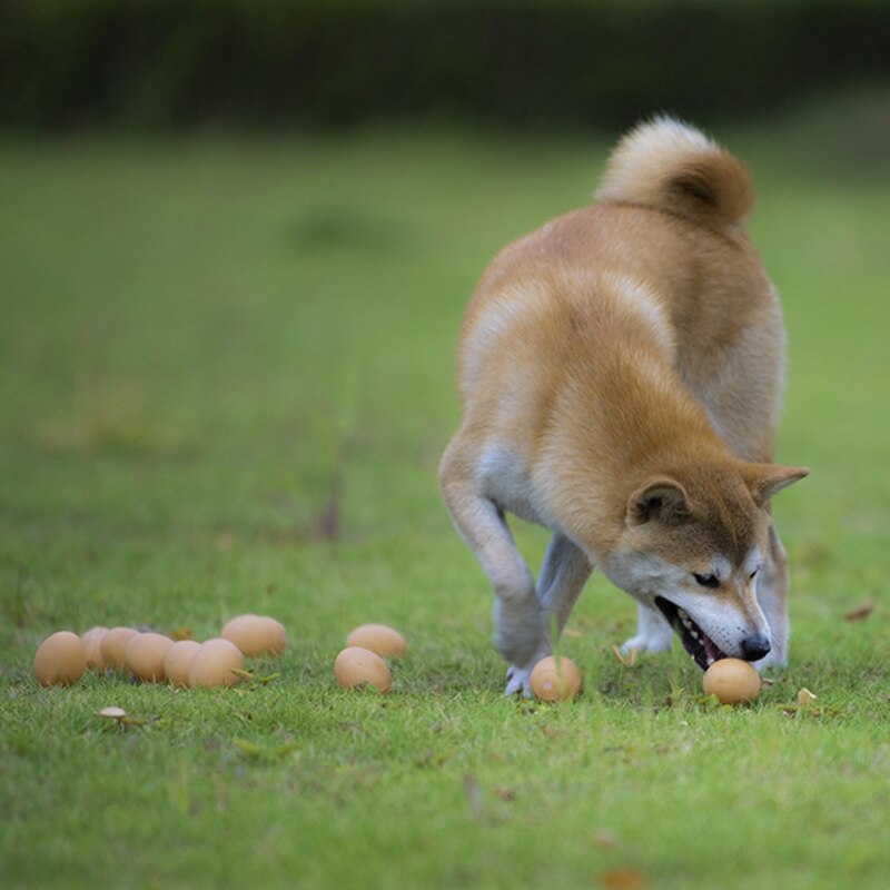 Little Dog Toy For Puppy Kitten Pet Interactive Egg Squeak Ball Molar Bite Resistant Toys Dog Supplies