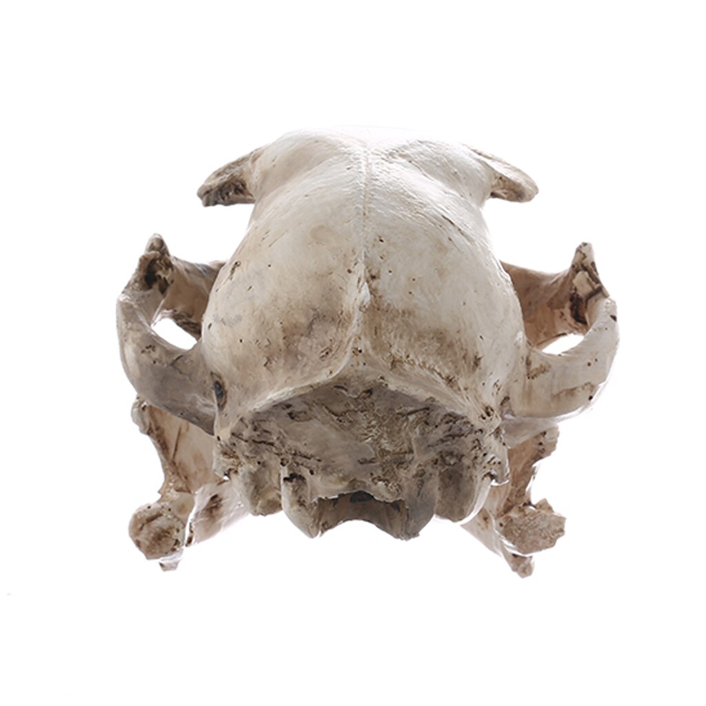 Realistische Kat Schedel, Hars Skelet Hoofd Schaal Model Decoraties, 6.5X6.5X9 Cm