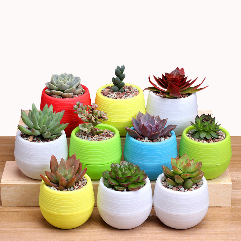 Jjyl80 Mini pot de fleurs | Mini pot de fleurs en plastique incassable pour plantes succulentes, sur le jardin de bureau