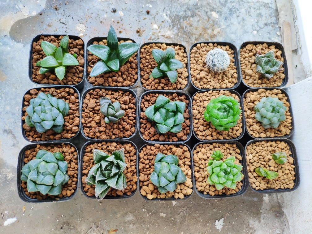 100pc små plastblomster planter potteplanteskole potteplante kimplantepose holder hævepose ernæring blok potter haven forsyninger