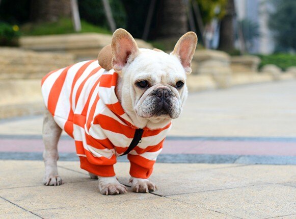 [MPK Pets] ropa de Bulldog Francés, ropa de perro a rayas anaranjadas y amarillas, suéter para perro: Orange / M