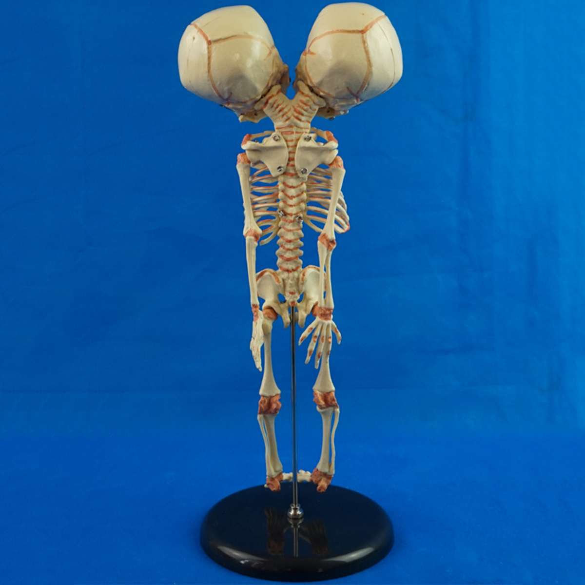 37 cm humain nouvelle Double tête bébé anatomie crâne squelette anatomique cerveau anatomie éducation modèle anatomique étude affichage