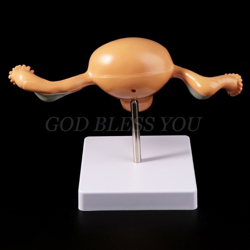Human Pathological Uterus Ovary Model Anatomical Anatomy Disease Pathology Lesion For Teaching