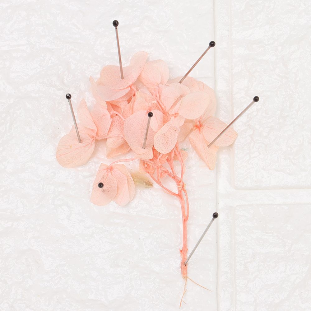 100Pcs Insect Pins Specimen Needle Stainless Steel with Plastic Box for School Lab Entomology Body Dissection Insect Needle