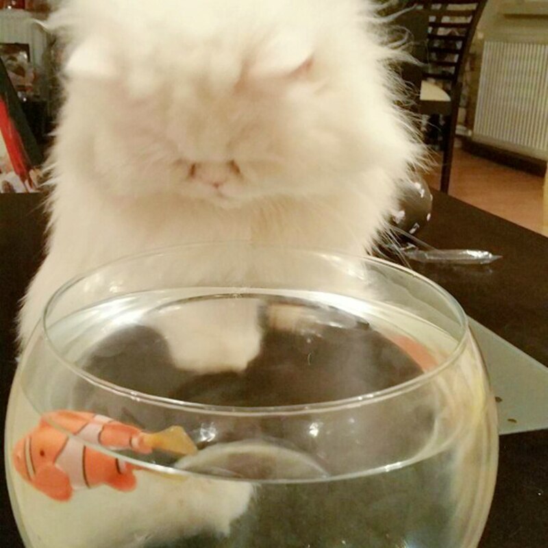 MPK Vibrierende Katze Spielzeug Batterie-angetrieben Fisch, Katze Spielen Spielzeug Katze Fisch Clown Angelfish Viele Farben Erhältlich