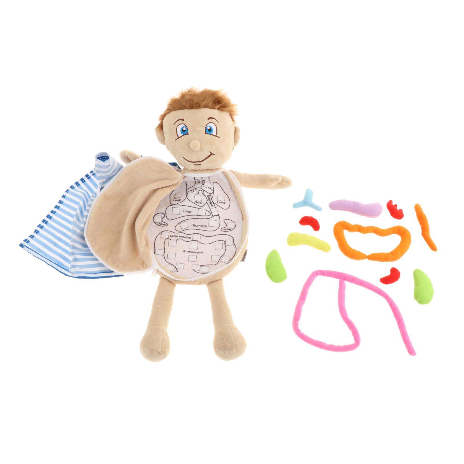 Modelo de anatomía del cuerpo humano, juguete de aprendizaje de ciencia, juguetes educativos para