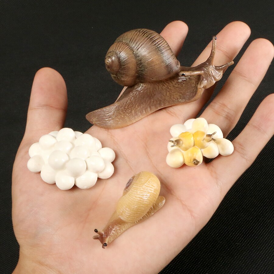 Butterfly Growth Cycle Bee Ladybug Spider Life Cycle Models Simulation Animal Model Action Figures Teaching Material For Kid: Snails 4pcs