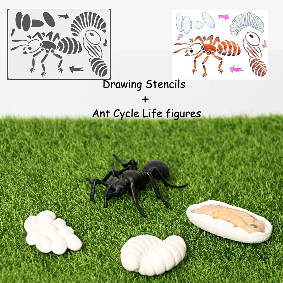 Simulation Animals Life Cycle Model Ladybug Butterfly Hen Turtle Frog Ant Figurine and Stencils Drawing Educational Toys: 1Ant 1 Stencil