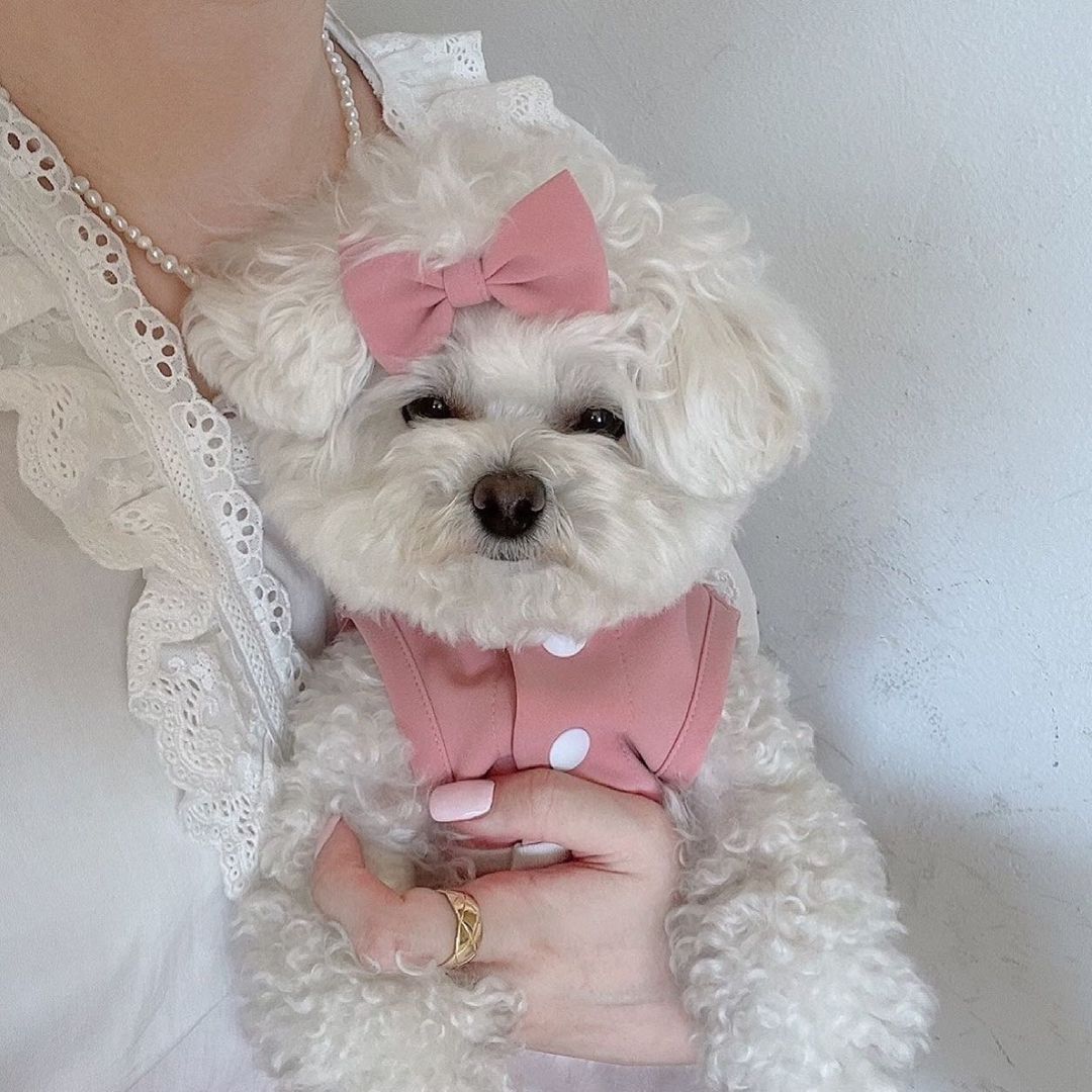 Haustier Hund Kleidung Rosa Blau Dienstmädchen Spitze Kleid mit Gleichen Stil Haarnadel Für Kleine Hund, Chihuahua,Yorkshire, malteser, Haustier Liefert Perros