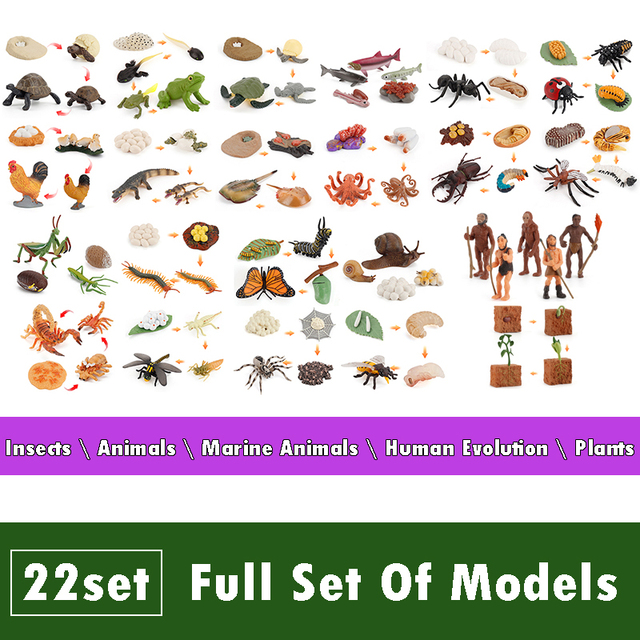 Montessori Teaching Aids Wooden Animal Life Cycle Board Children Toys Plant Growth Cycle Model Set Life Science Educational Toy