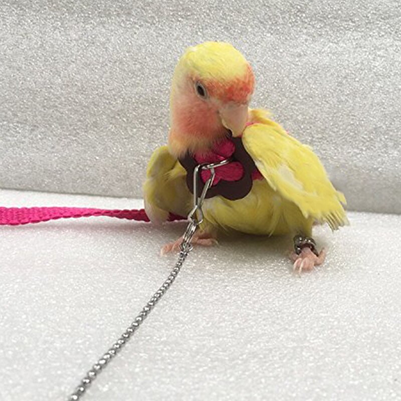 Arnés para exteriores para loros, correa ajustable, cuerda de entrenamiento, banda antimordida para pájaros y mascotas,