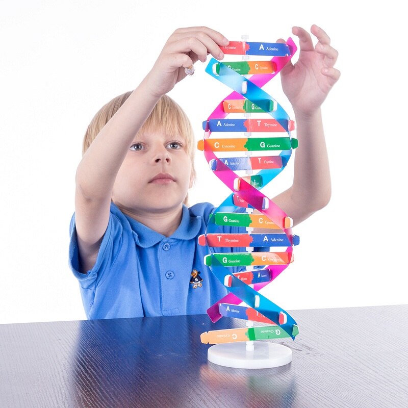Pædagogisk legetøj videnskab legetøj menneskelige gener dna modeller dobbelt helix popularisering undervisning læring uddannelse legetøj til børn