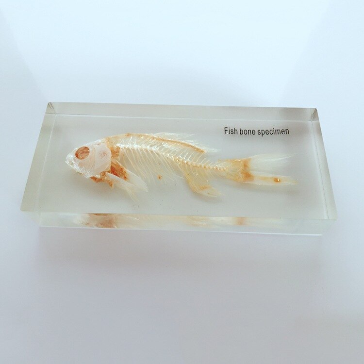 Vis Skelet Ingebed Specimen Transparante Hars Echte Vis Botten Dieren Skelet Specimen Model Biologie Anatomie Leermiddelen