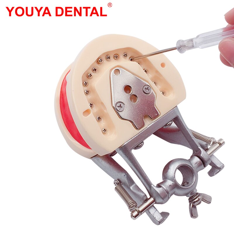 Standard Dental Teeth Model For Dental Technician Practice Studying Jaw Model With Removable Teeth Teaching Gum Typodont Models