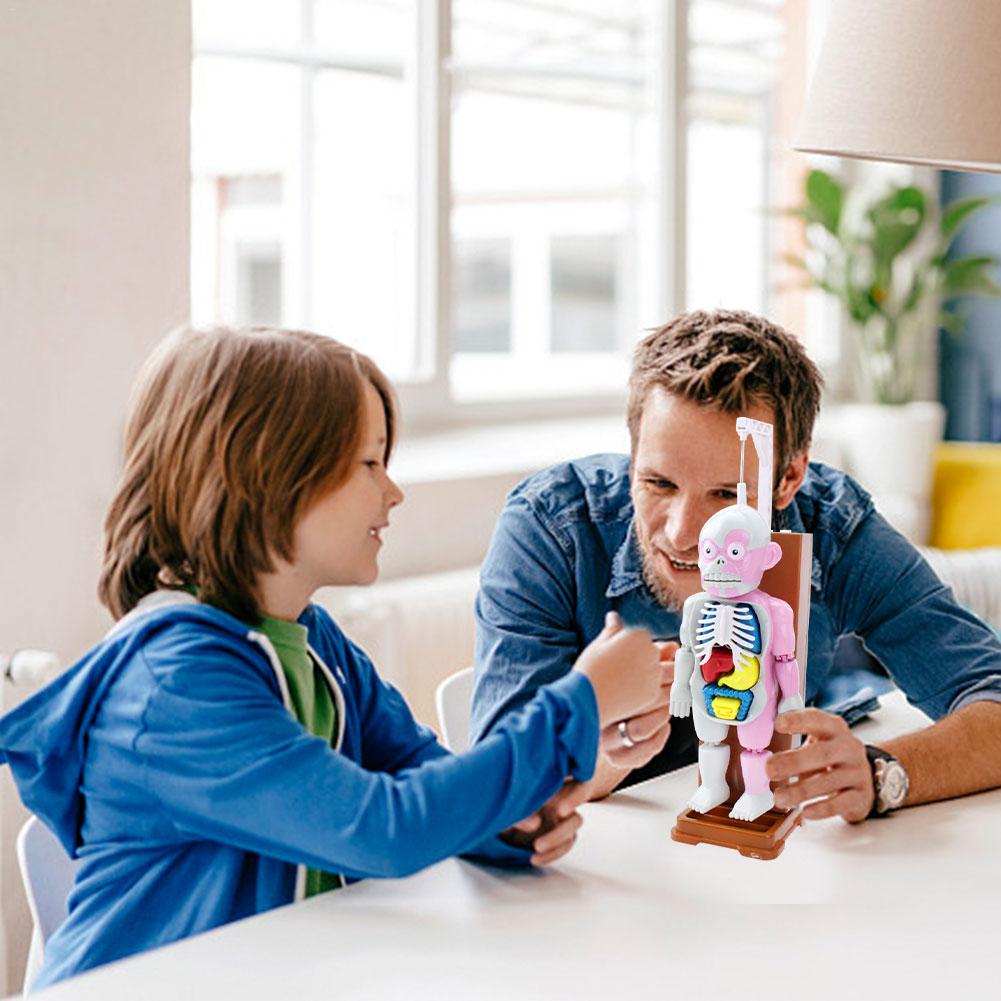 4D Human Body Assembled Model Toy Human Body Structure Model Early Educational Toys Desktop Game Model For Kids Children