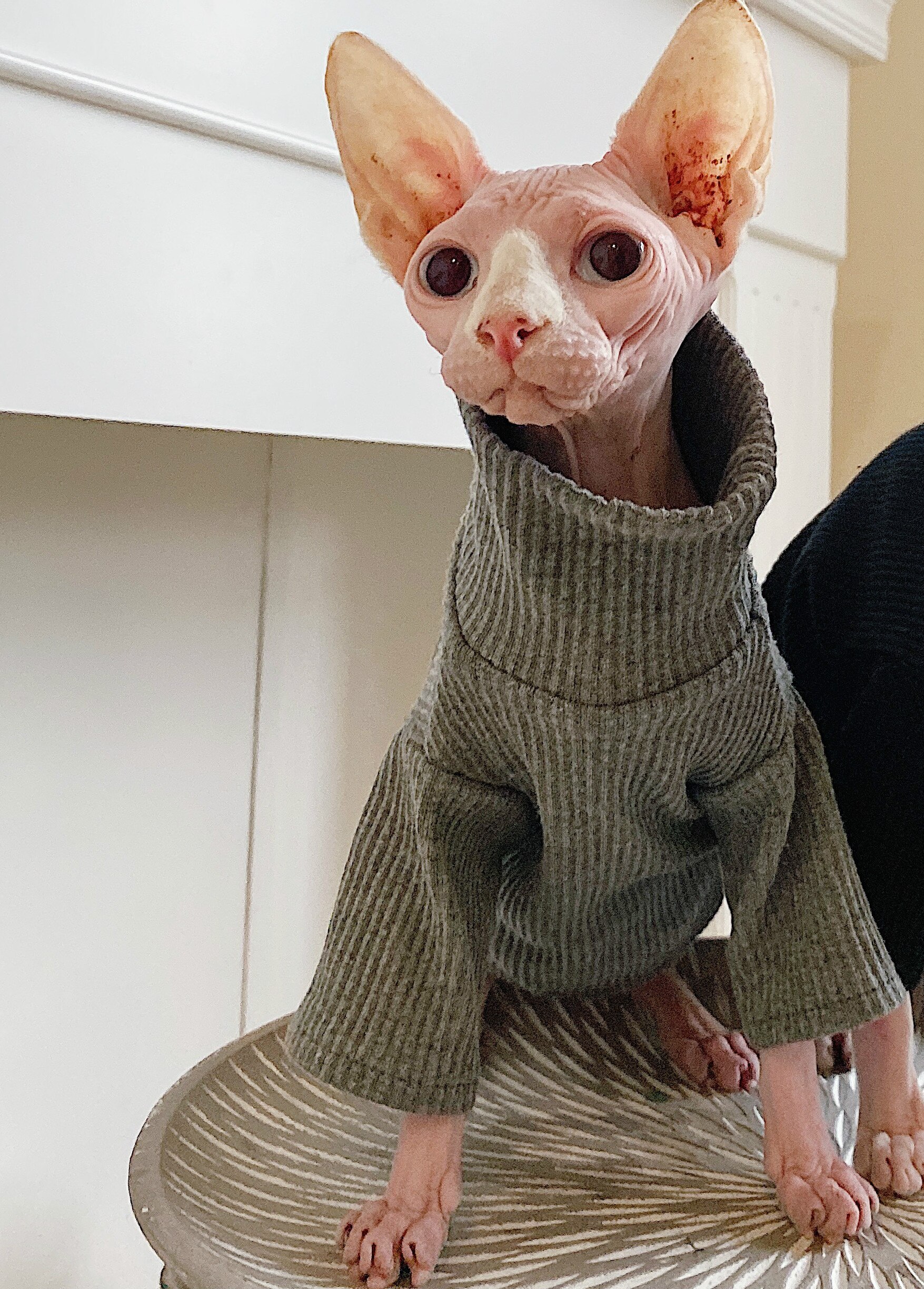 Hairless Cat Clothing Sphinx Cat Clothes Devon Winter Thick Cotton Comfortable Elastic Four Legged Clothes Pet Dog Supplies: gray / XXL
