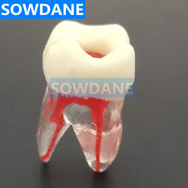 1:1 résine endodontique dentaire étudiant étude pratique modèle d'opération Transparent sans fichiers