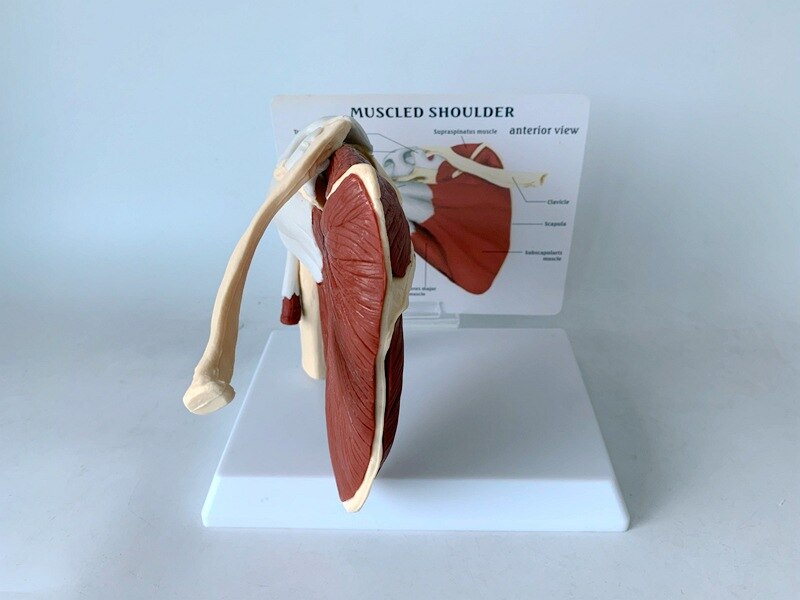 Schouderblad Claviculaire Spier Model Medische Leermiddelen Voor Functionele Ligament Van Skelet Gezamenlijke Van Menselijk Skelet