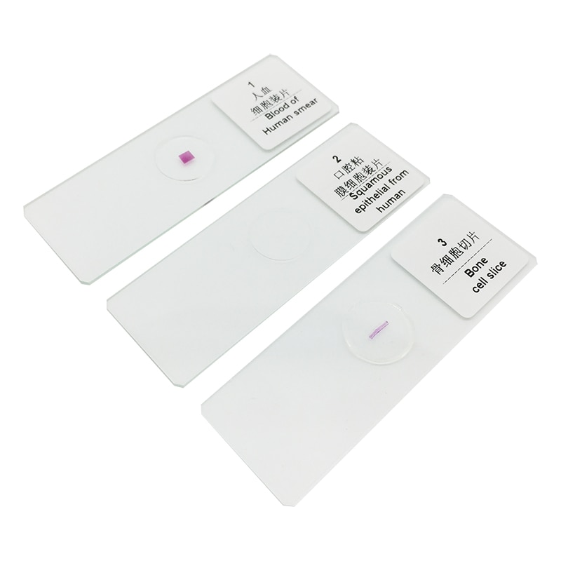 10PCS Prepared Glass Microscope Slides Biological Specimen for Biological Microscope Science Education Teaching