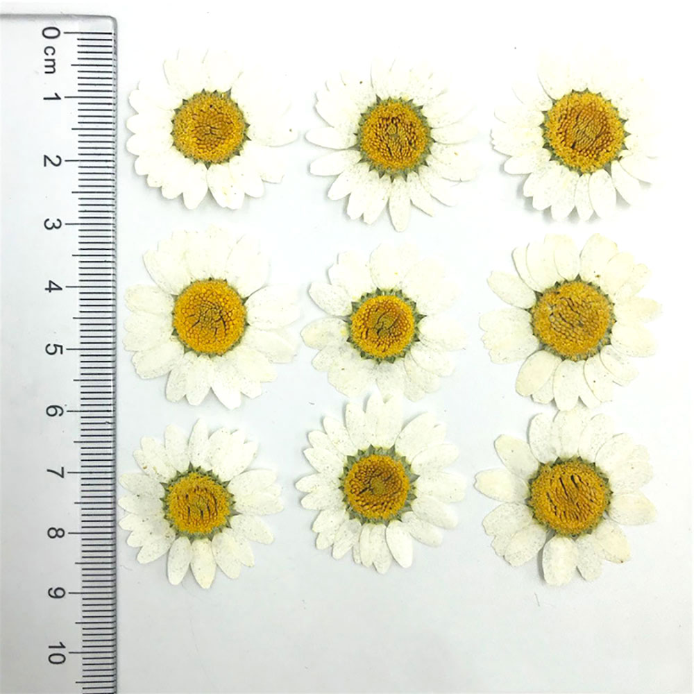 Silicone world Dried Flower Dry Plants For Epoxy Resin Pendant Necklace Jewelry Making Craft DIY Accessories UV Expoxy Flower: Ivory