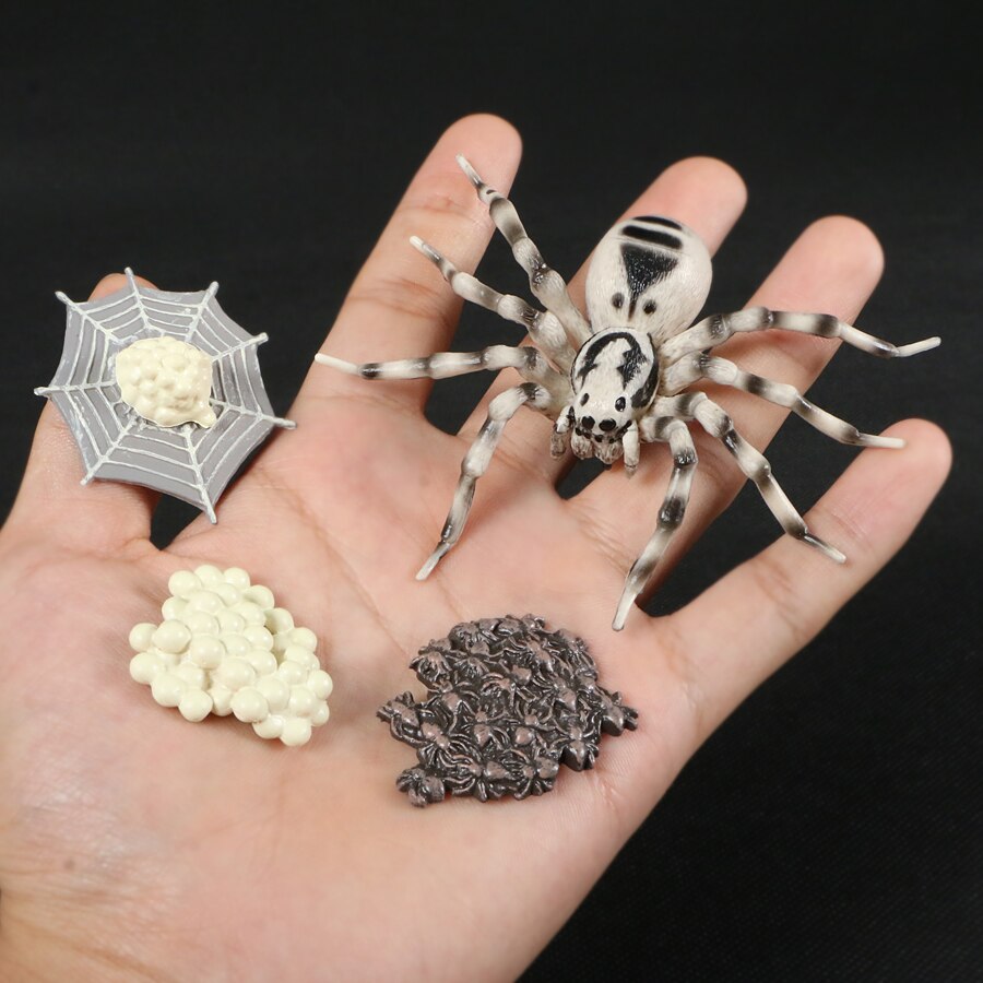 Butterfly Growth Cycle Bee Ladybug Spider Life Cycle Models Simulation Animal Model Action Figures Teaching Material For Kid: Tarantula 4pcs set