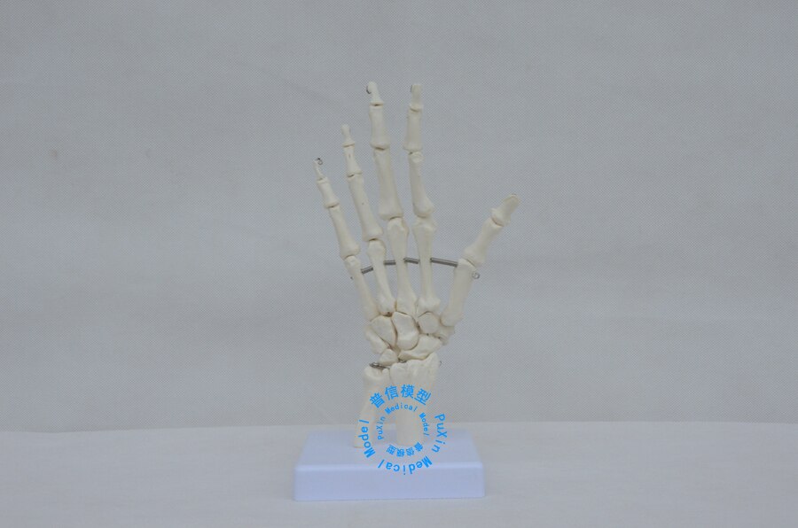 & De linkerhand joint model, De linkerhand bone model, Vinger bot, gezamenlijke van hand, skelet