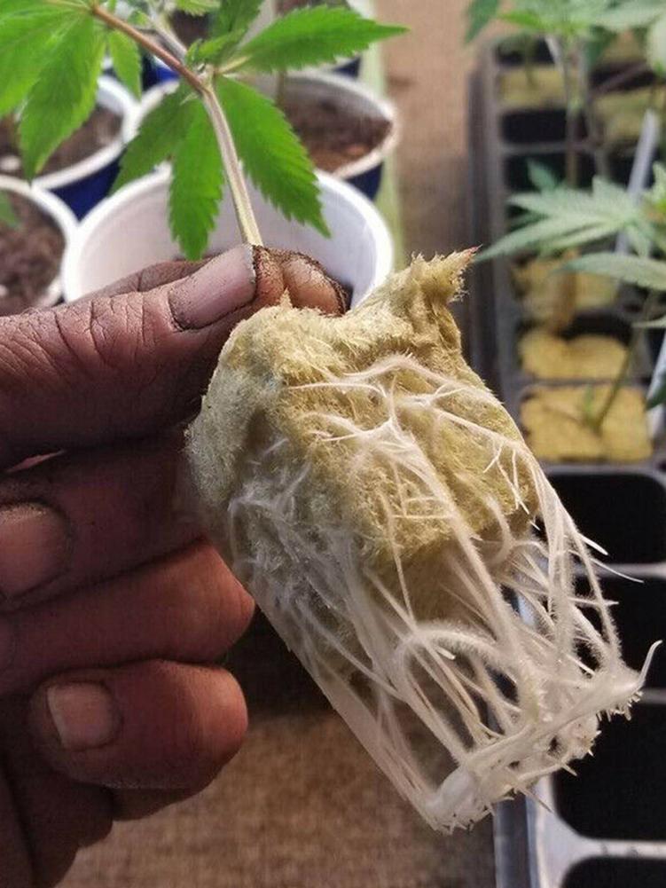 Cubos de lana de roca, Base de compresión, transpirable, hidropónico, para cultivo sin suelo, suministro de jardín, 100 piezas