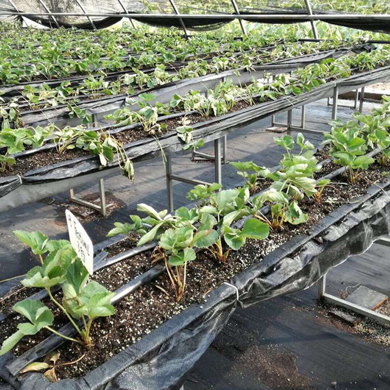 Landbouw Anti Gras Doek Farm-Georiënteerde Wiet Barrière Mat Zwart Plastic Mulch Dikkere Boomgaard Tuin Onkruidbestrijding Stof