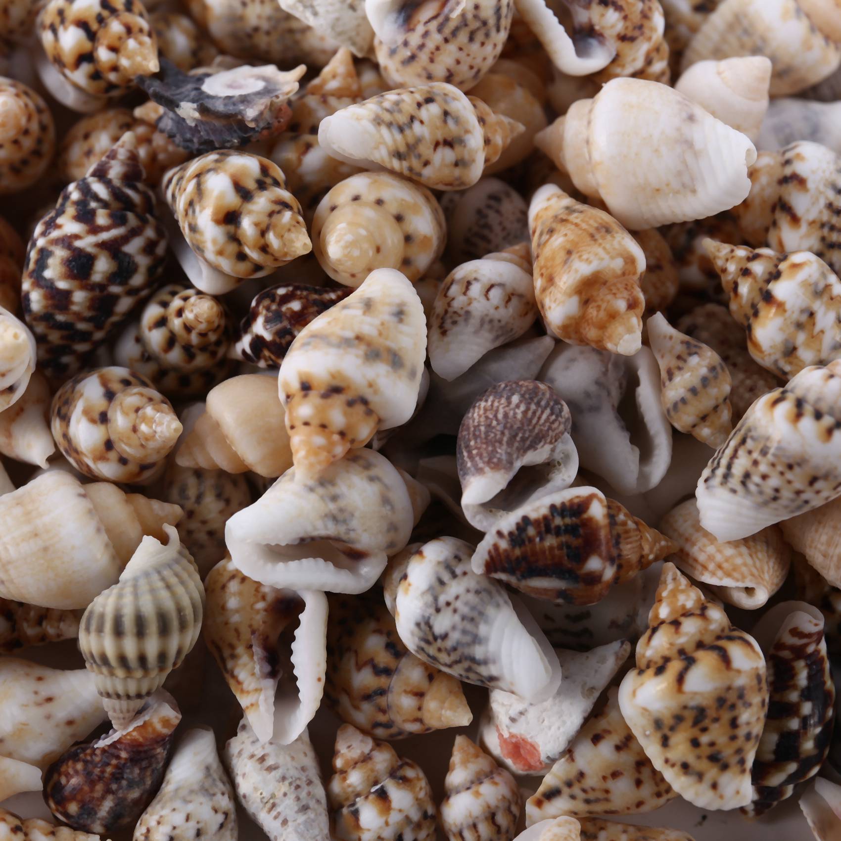 About 1300-1500 Tiny Sea Shell Ocean Beach Spiral Seashells Craft Charms 7-12mm for Candle Making,Home Decoration,Beach Theme