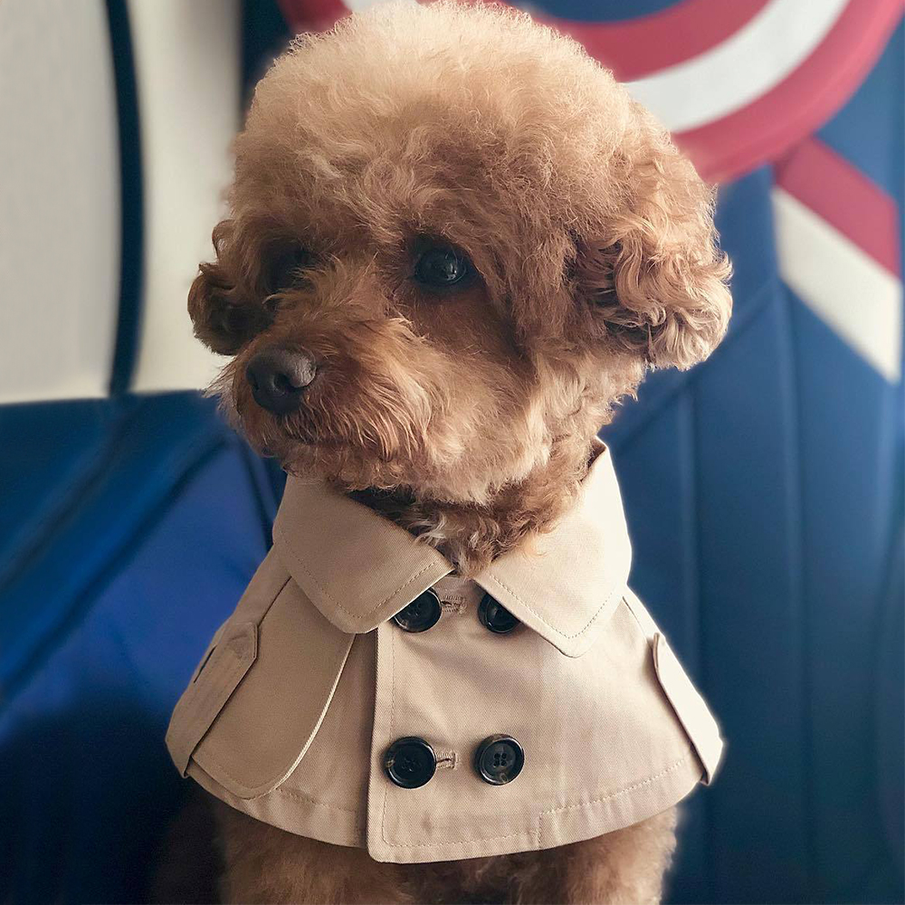 Britisk stil kjæledyr hund klær for små hunder kjæledyr klær puddel cape valp kappe tippet chihuahua søte klær  pc1432
