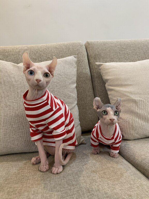 Steefan kors kat sweater til sfinx kat tøj bomuld strikning to ben rød stribe hundehundtøj