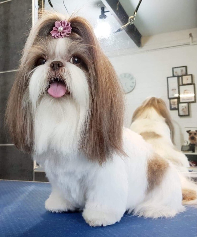 Lazos para el pelo de perros y gatos con flores, bonitos lazos para el pelo para perros, bodas, fiestas, vacaciones, accesorios diarios, lazos de aseo para mascotas con bandas de goma, 100 Uds.