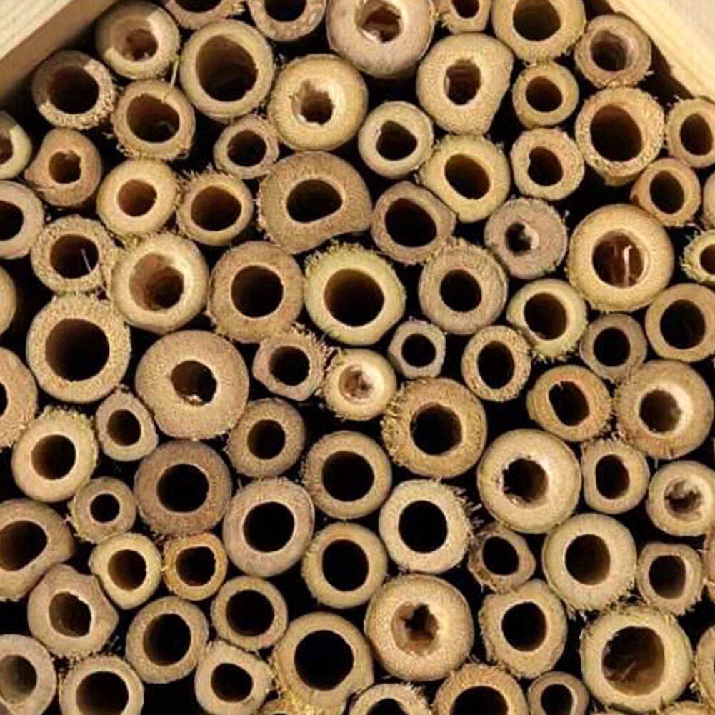 Trærør bi bikube insekt hus parring kasse haven biavl levering
