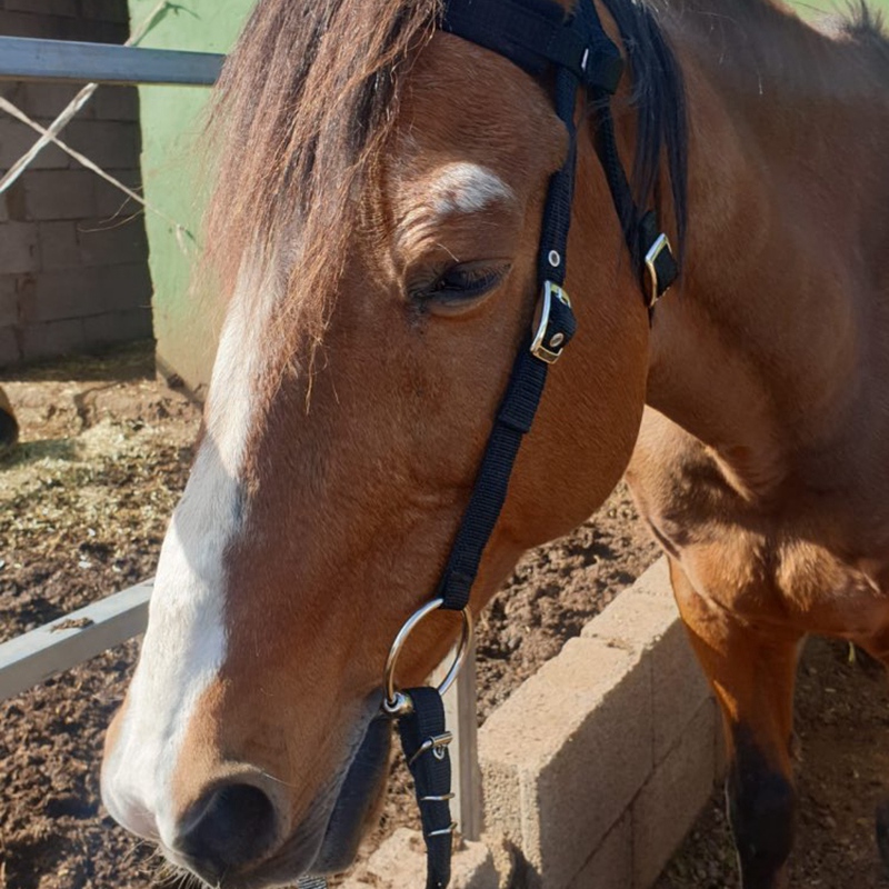 Práctico equipo ajustable de equitación cabestro con brida de caballo con Bit y correa de rienda para accesorios ecuestres de caballo suave Thi