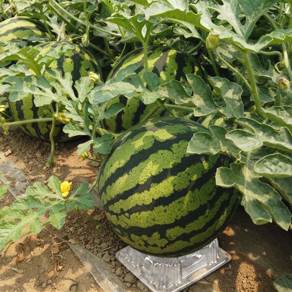 50pcs Plant Support Cradle Plastic Melon Watermelon Pumpkin Prevents Rotting Transparent Protector Cages Gardening Tools
