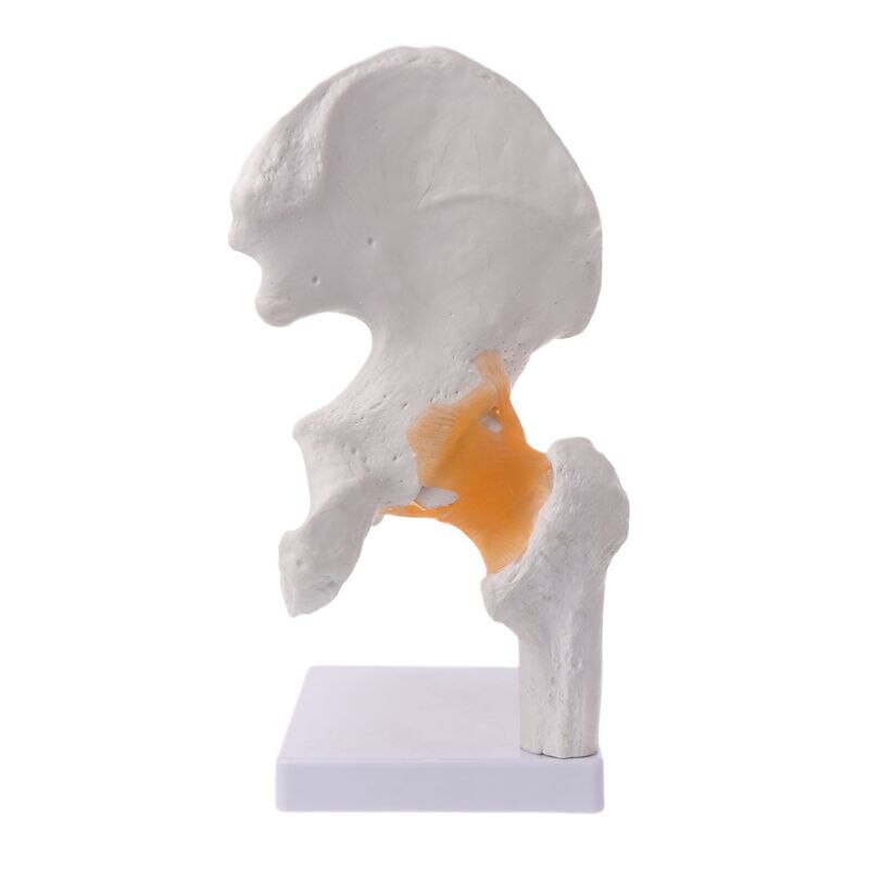 Levensgrote Ligament Heupgewricht Anatomie Model Skelet Onderwijs Tool M17F