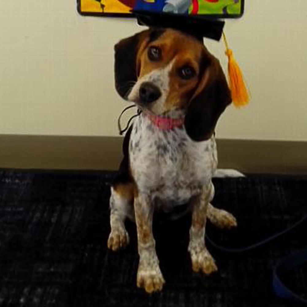 Puppy Dog Dr. Hat Decoration Dog Custom Graduation Cap Dog Degree Headgear For DIY Pet Party Accessories