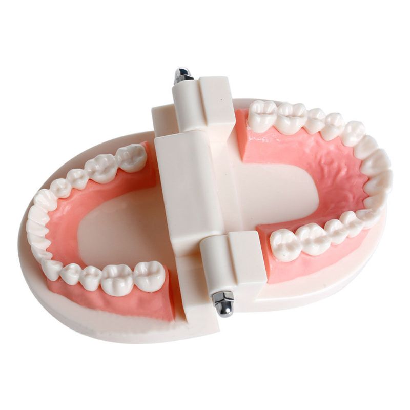 Adult Standard Dental Teaching Study Typodont Demonstration Teeth Model