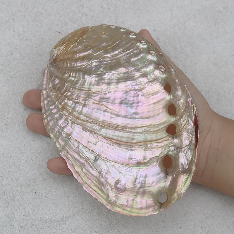 Abalone Shell Nautical Decor Seashell Beach Wedding Soap Shell Diy Shells Jewelry Decor Aquarium Decor Ocean Dish Home L4G9