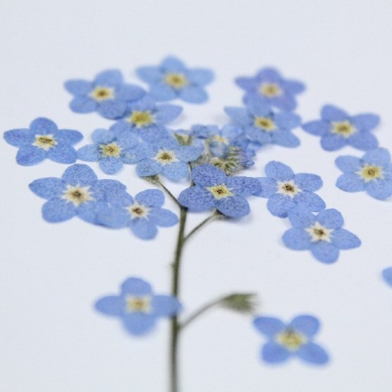 20pcs/0.5-1cm,Pressed mini forget-me-not flowers petals,Nature Real dried Flower DIY nial art Craft Photo Bookmark Cards
