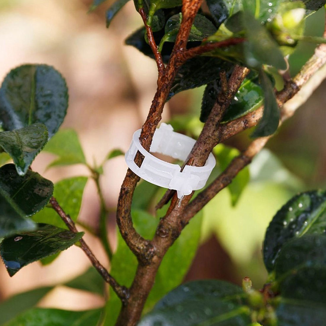 100 stk/parti tomathage planteklips til espalier hyssing drivhus tomat veggie hageplanteklips