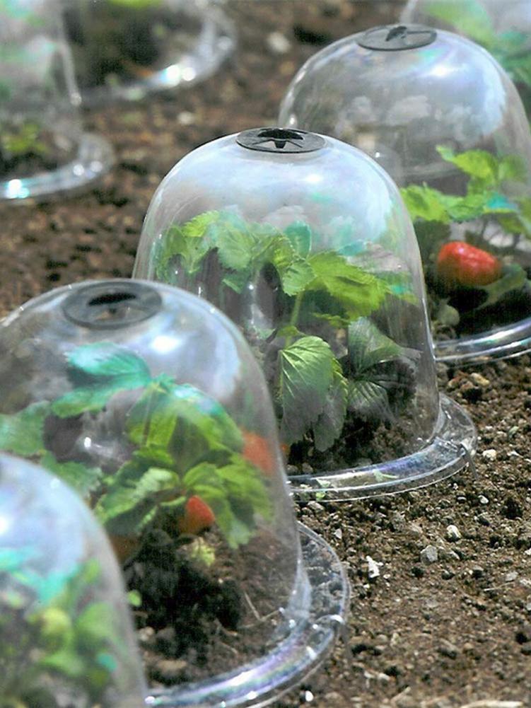5 uds jardín Cloche cúpula planta Bell planta cubre para decoración de jardín Protector de plantas cubierta de plástico para tapa de protección de planta