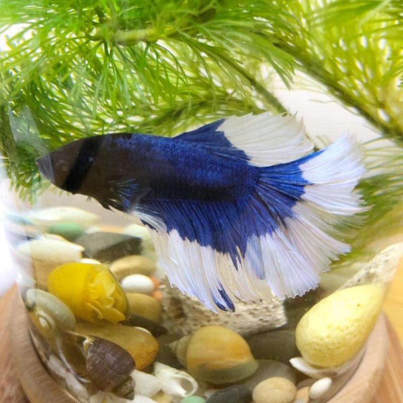 Small Office Glass Aquarium Bamboo Base Mini Fish Bowl Fish Decoration L0c3