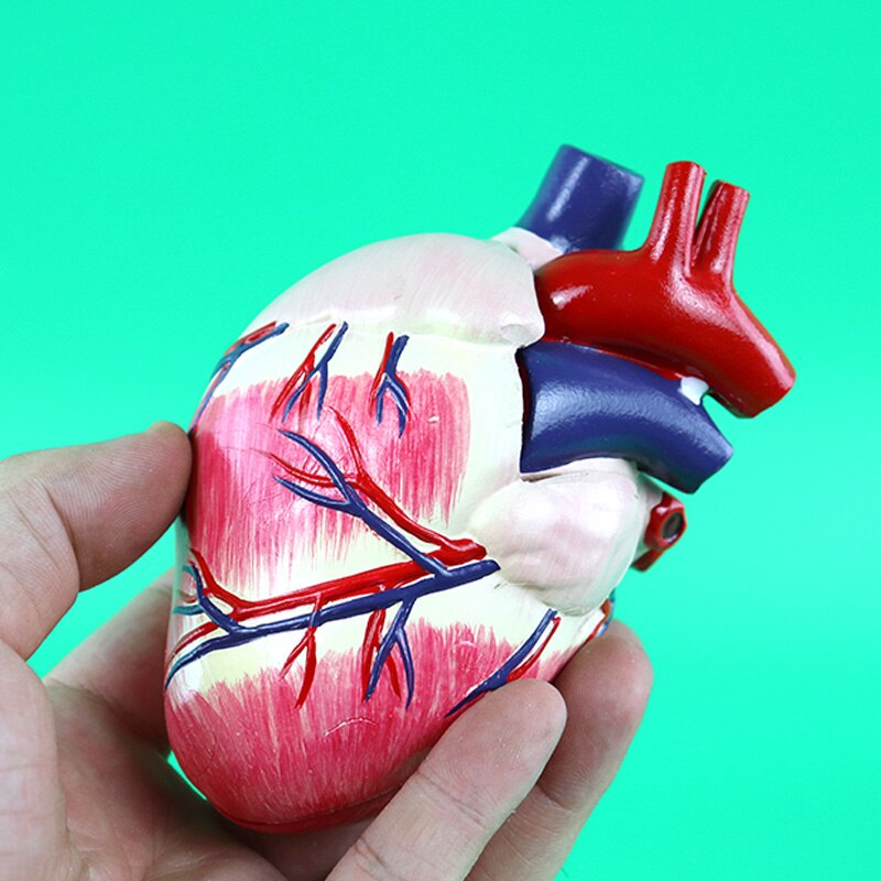 Dierenarts's Hond Canine Hart Anatomie Model Hond Anatomie Orgel Medische Wetenschap Educatief Onderwijs Anatomisch Skelet Animal