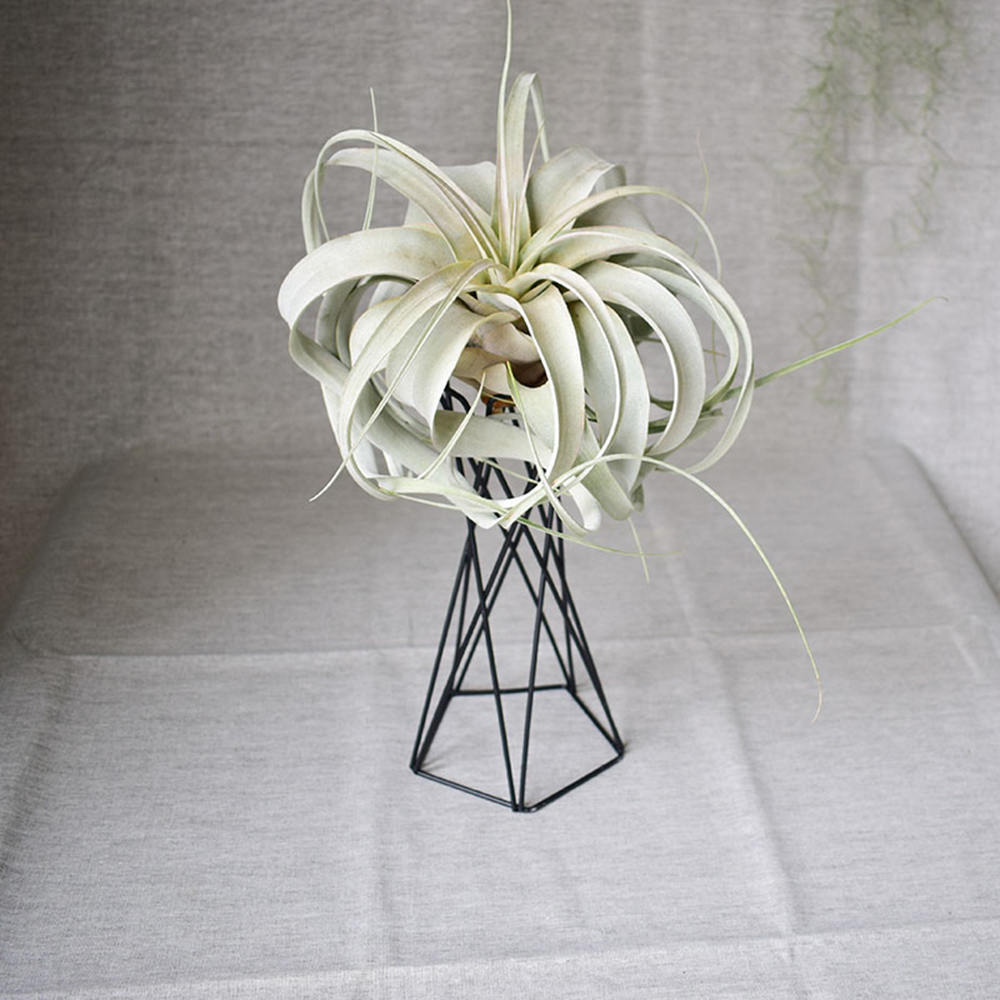 Nordic Stijl Air Plant Houder Metalen Bloempotten Stand Geometrische Ijzer Tillandsia Houder Tafel Thuis Tuinornamenten