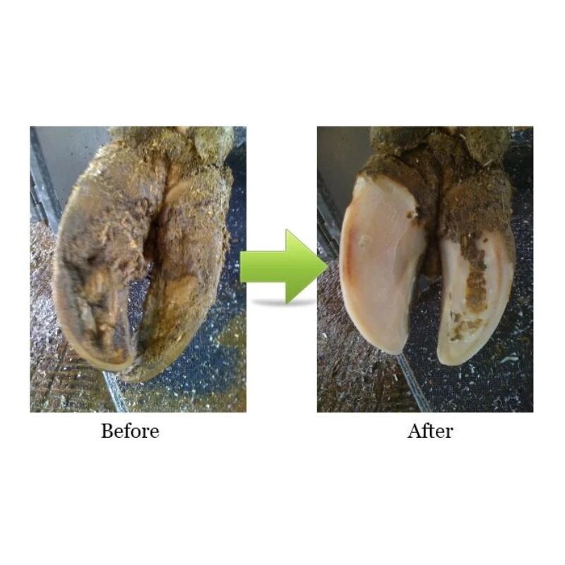 Hoof Trimming Disc Electric Hoof Repair Tool High Working Efficiency and Durable TT-best