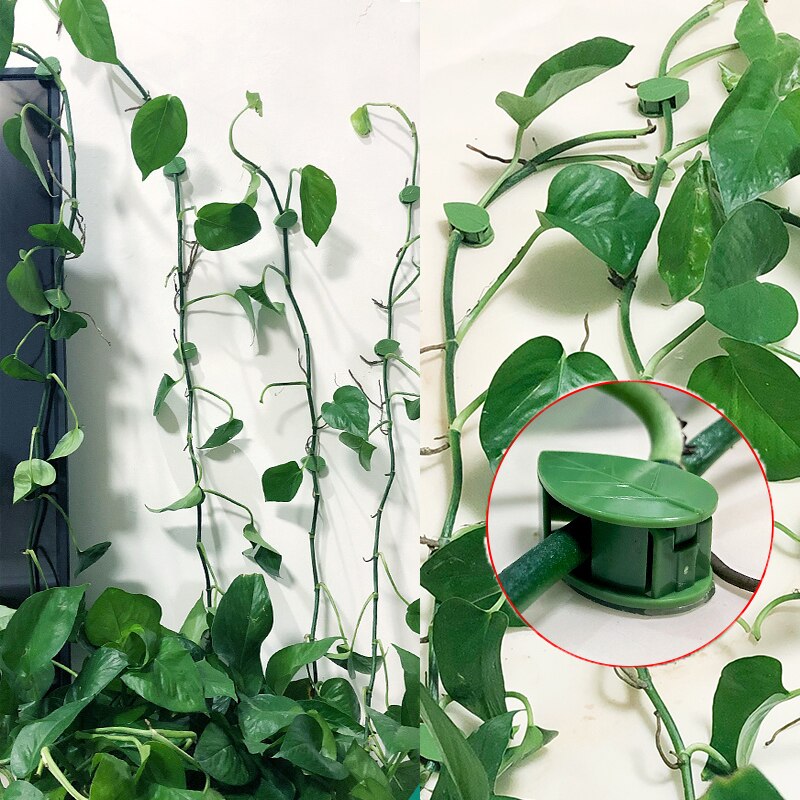 A planta invisível que escalada o suporte fixo da videira do rattan do fixação da parede grampos da folha da curvatura da tração do jardim