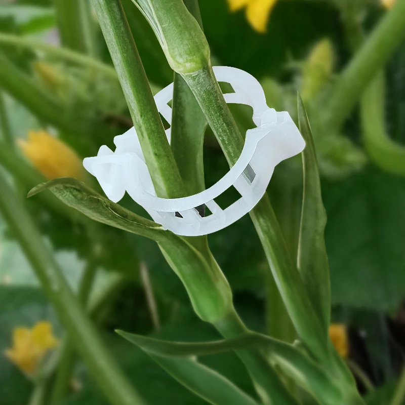 de Clips de soporte para plantas, herramientas de fijación de injerto de protección de vid de plantas de plástico reutilizables para suministros de jardín de tomate vegetal
