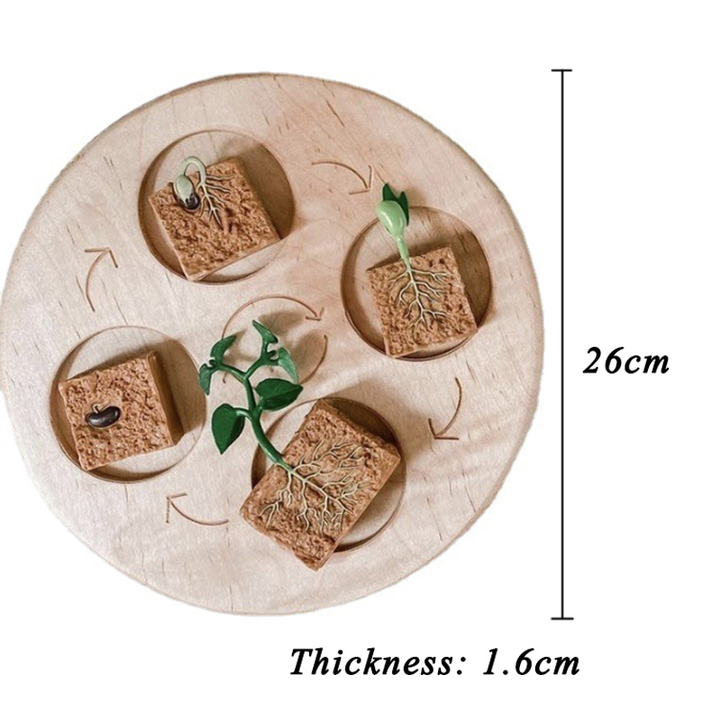 Bordo del ciclo di vita animale in legno giocattoli per bambini supporti didattici Montessori ciclo di crescita delle piante modello Set giocattoli educativi per la scienza della vita